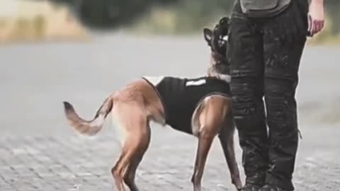 <>Dogs in Warfare <>