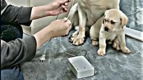 मां का प्यार ❤️❤️❤️ #shorts #doglover #dog #pet #dogvideo #cutedog #oscar #jerry #viral