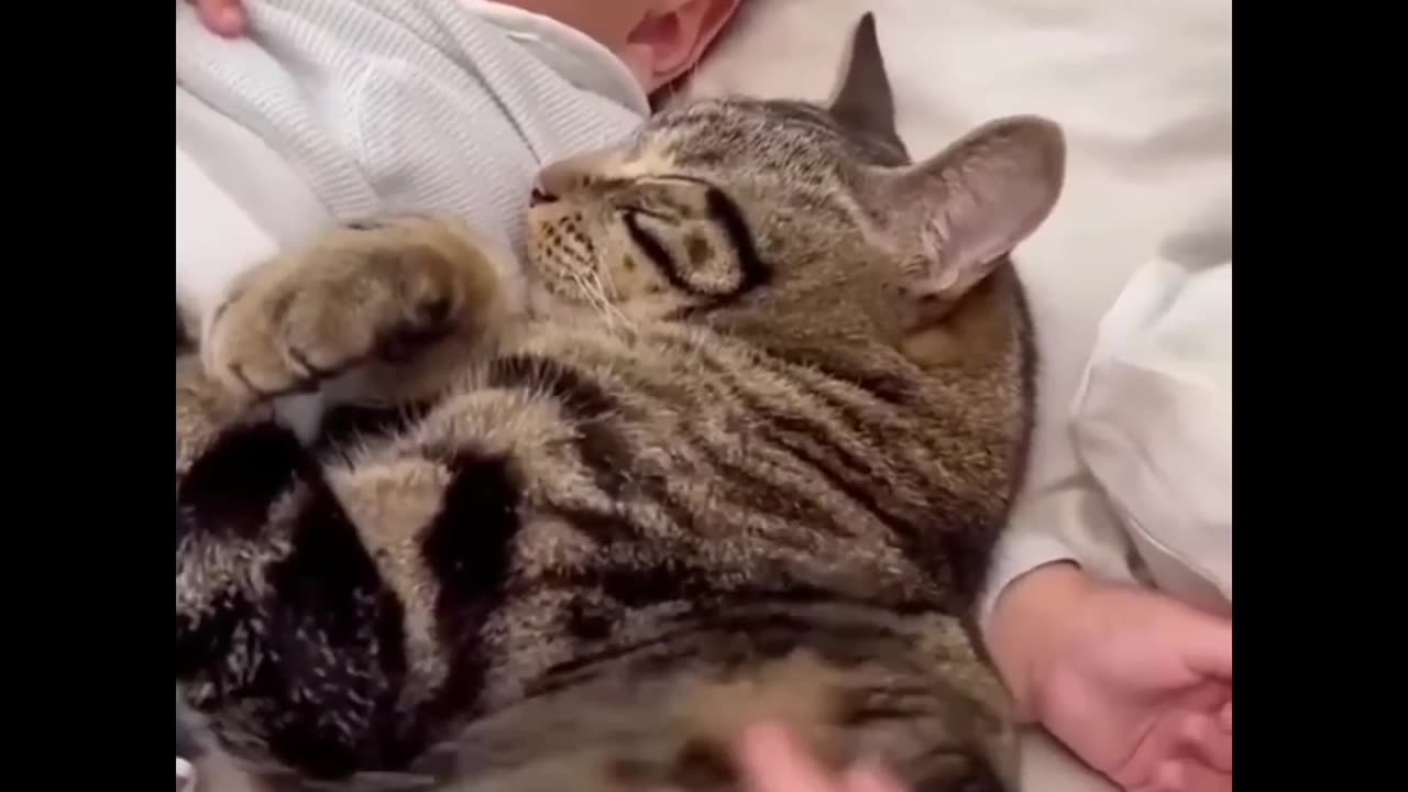 Funny and cute cats 🤣🤣 Funny Cat videos that will let your stress go away