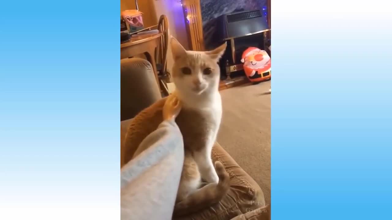 Cute and funny animal puppies