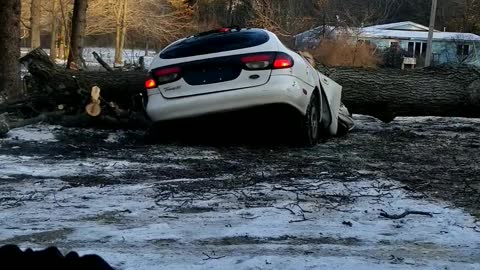 Car Pulverized by Falling Tree