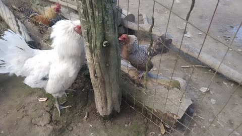 Grumpy Little Bantam Old English Game Hen