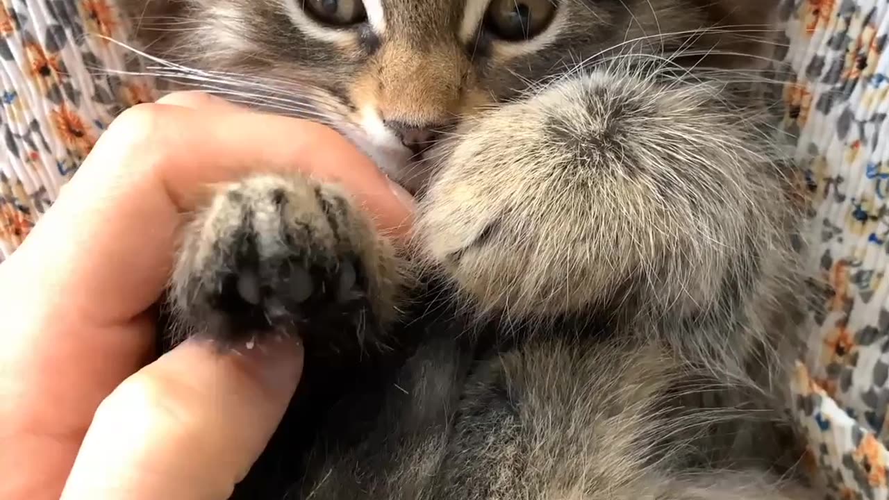 Cute cat 😍😺