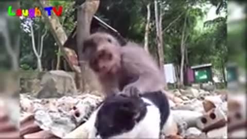 Funniest monkey