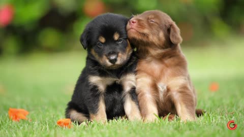 Baby dogs playing on the grass