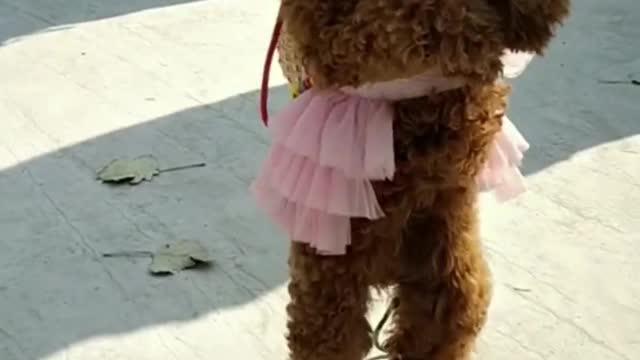 Smart and cute pet Teddy