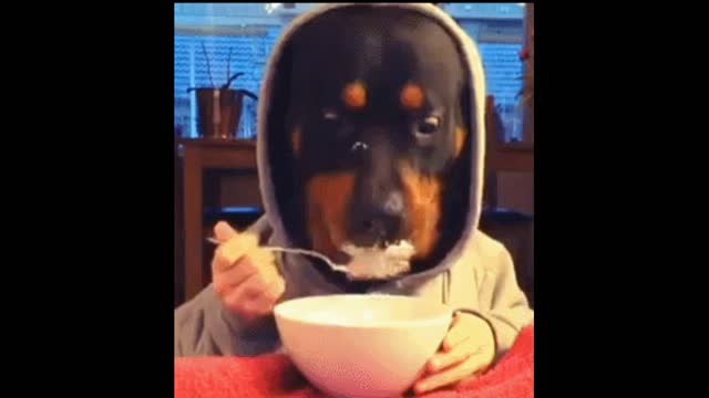 Dog eating gif video