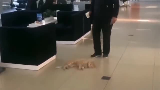Orange cat: this damn push back feeling, so comfortable!