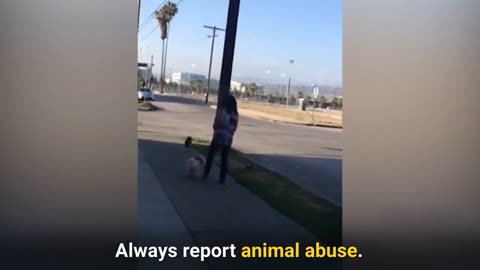 "When Humans Have Temper Tantrums 😡💥, Dogs Can Suffer 🐕💔"
