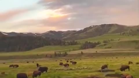Bison In Yellowstone National Park
