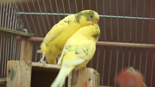 two parrots fighting each other