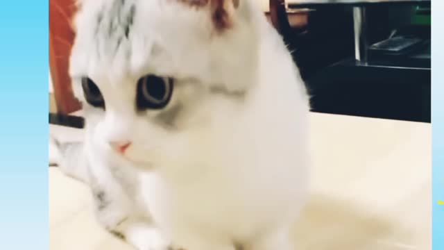 OMG So Cute ♥ Best Funny Cat Videos