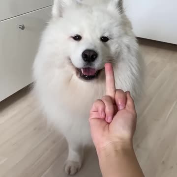 My Dog Has a Pure Heart 🥺 #shorts #dog