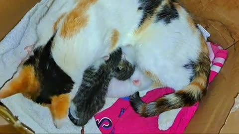 A mother cat breastfeeds her newborn kittens 🥰