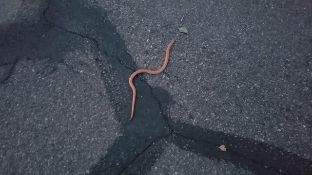Bright Orange Western Ground Snake(Sonora Semiannulata) Gilbert, AZ