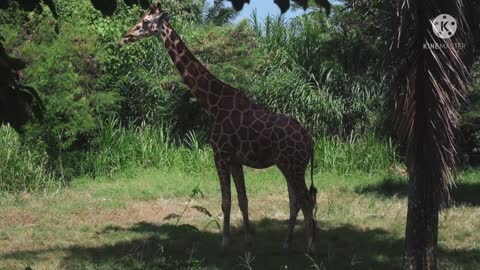 Giraffe 🦒 vedio