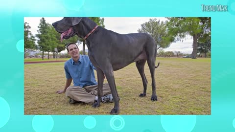 Worlds Biggest Dogs