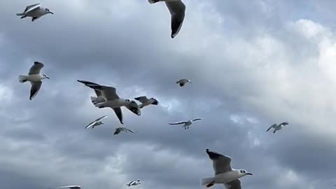slow-motion-of-flying-birds-over-sea