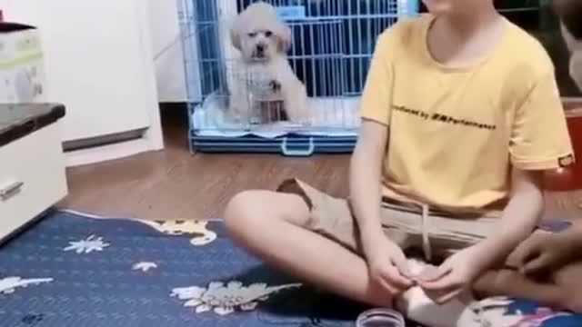 Smart and cute Dog Do funny