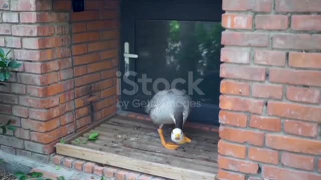 Bar-headed Goose and Duck Attack Action❤️🥰