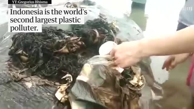 Dead whale with 1,000 plastic pieces in stomach found in Indonesia