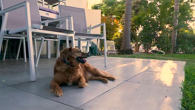 Dog ecstatic after waking up to a yard full