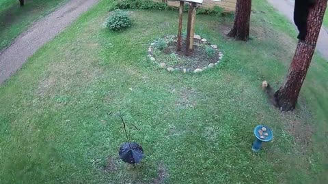 Small Dog Chases Bear Up Tree