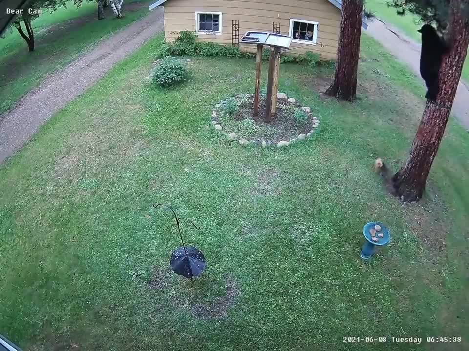 Small Dog Chases Bear Up Tree