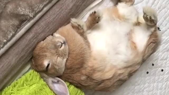 Sweet albino bunny is too lazy to get up