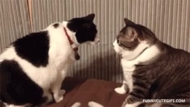 Funny Cats