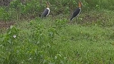 Amazing bird flying ( local name Hargila)