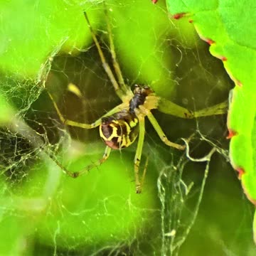 Beautiful spider in a web / arachnid in nature.