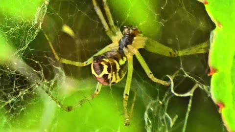 Beautiful spider in a web / arachnid in nature.
