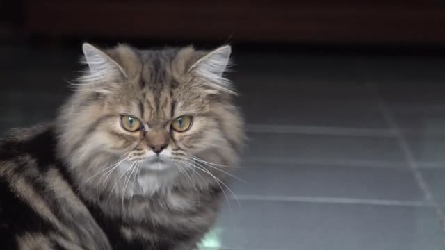 How Cat React When Seeing Stranger 1st Time - Running or Being Friendly 16- - Viral Cat