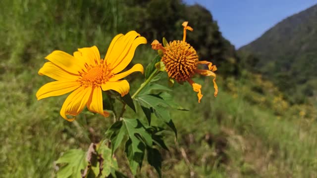 Beautiful Nature Yellow Flower