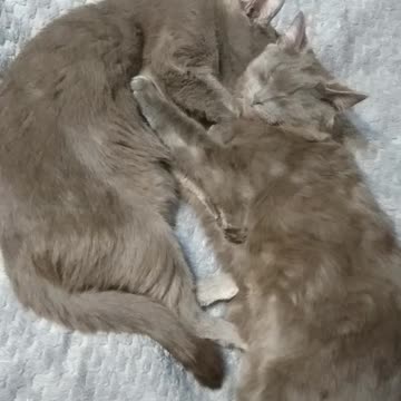 Любовь на веке