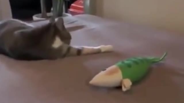 Funniest Cats 😹