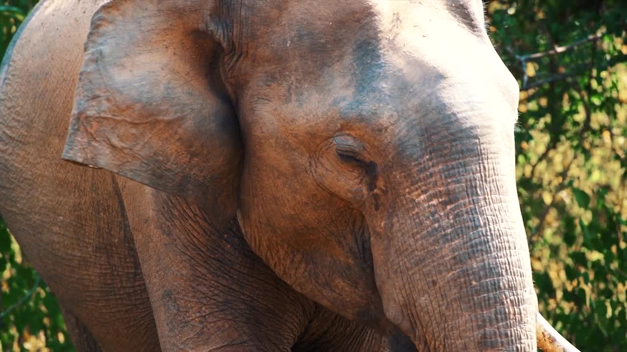 Elephant close portrait in safari park