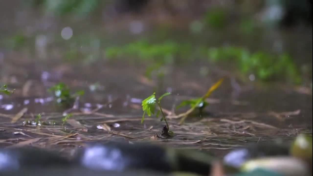 30 Minutes of Rain Sounds And Thunder Storm: Sleep, Relax, Meditate