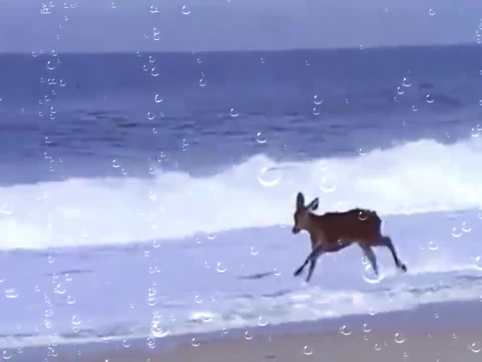 A deer first time in sea beach