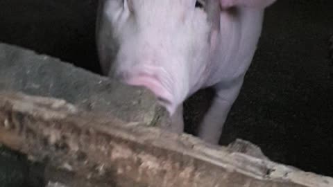 Funny pigs.