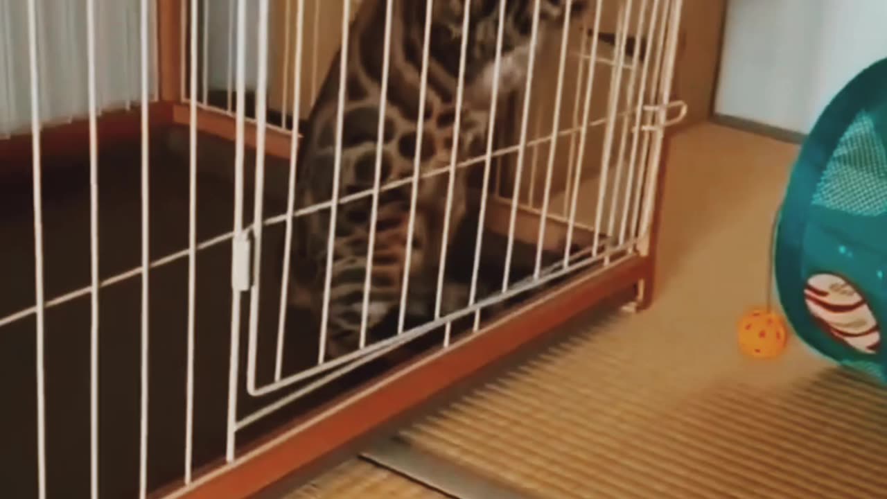 Cat funny video, Beautiful cat funny video