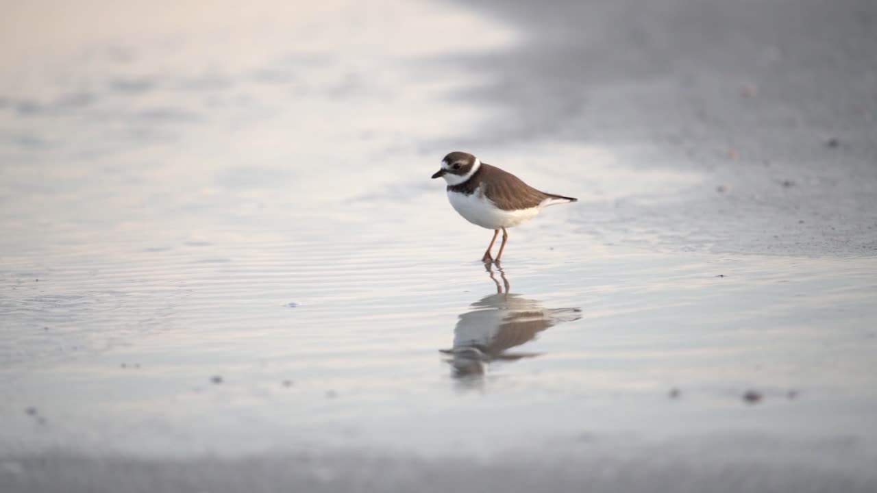 Cute Little Semipalmated Plover