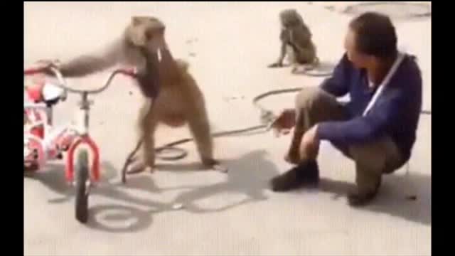 #Funny monkey##