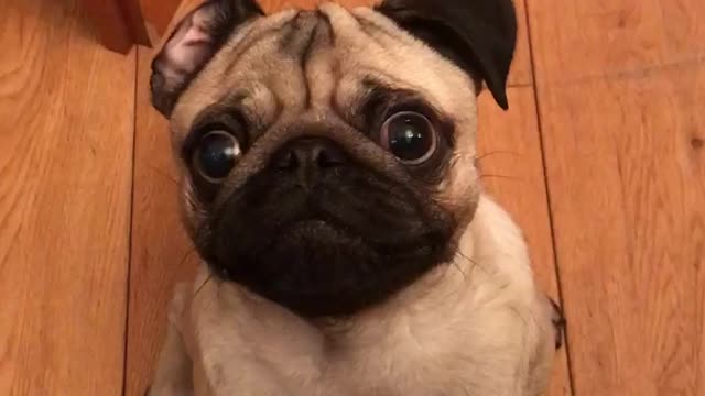 Cute pug desperate for his treat