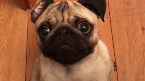 Cute pug desperate for his treat