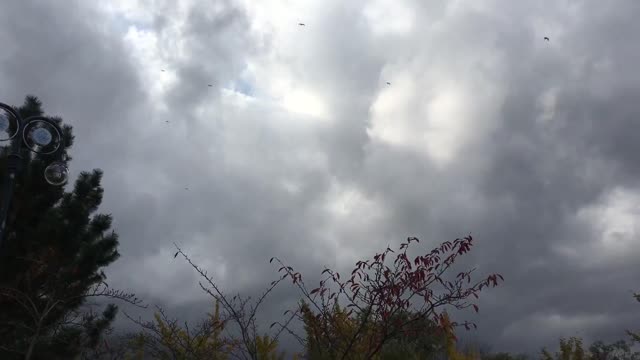 Cool flight of the crane flock