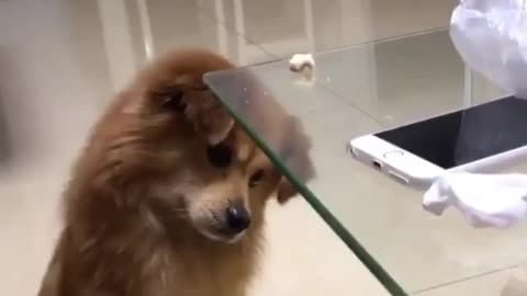 Dog Passes IQ test 💯