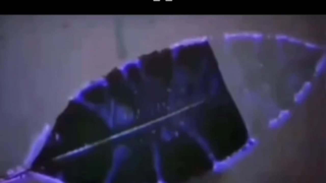 The phantom Leaf effect in Kirlian Photography