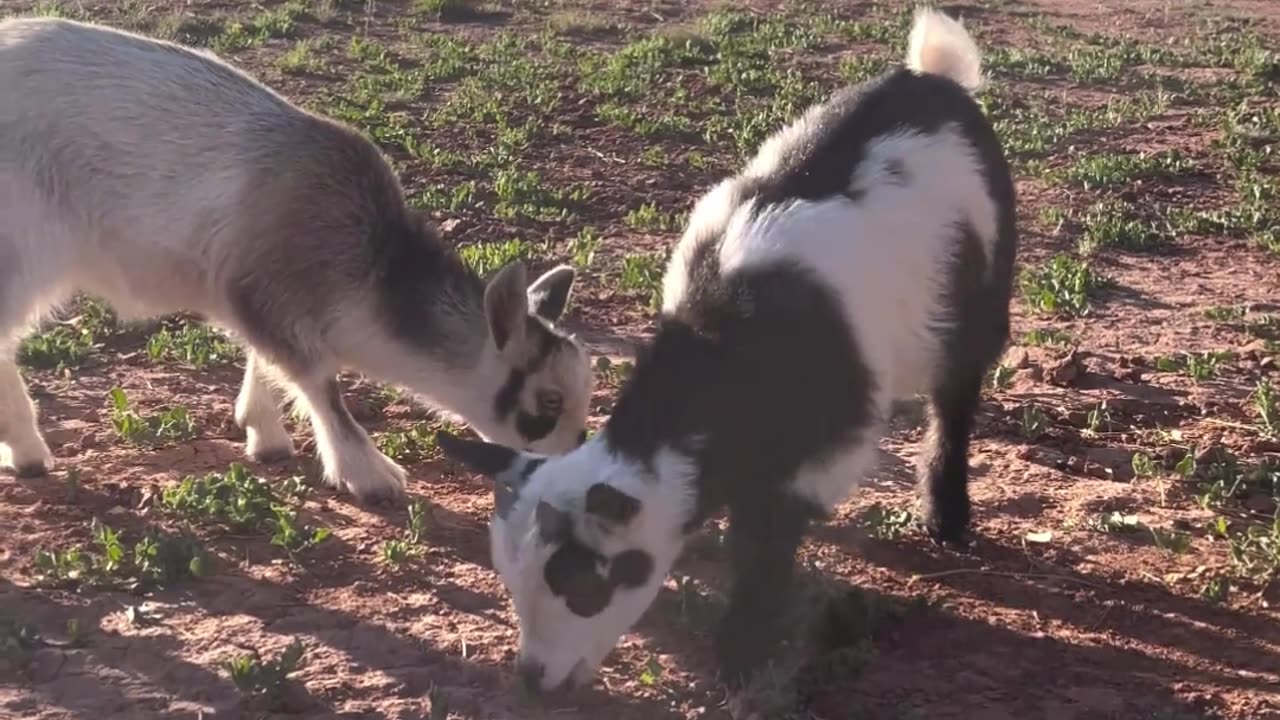 Raising Goats: Nigerian Dwarf Goat Babies Enjoying Pasture Time at H5 Ranch 🐐🌿